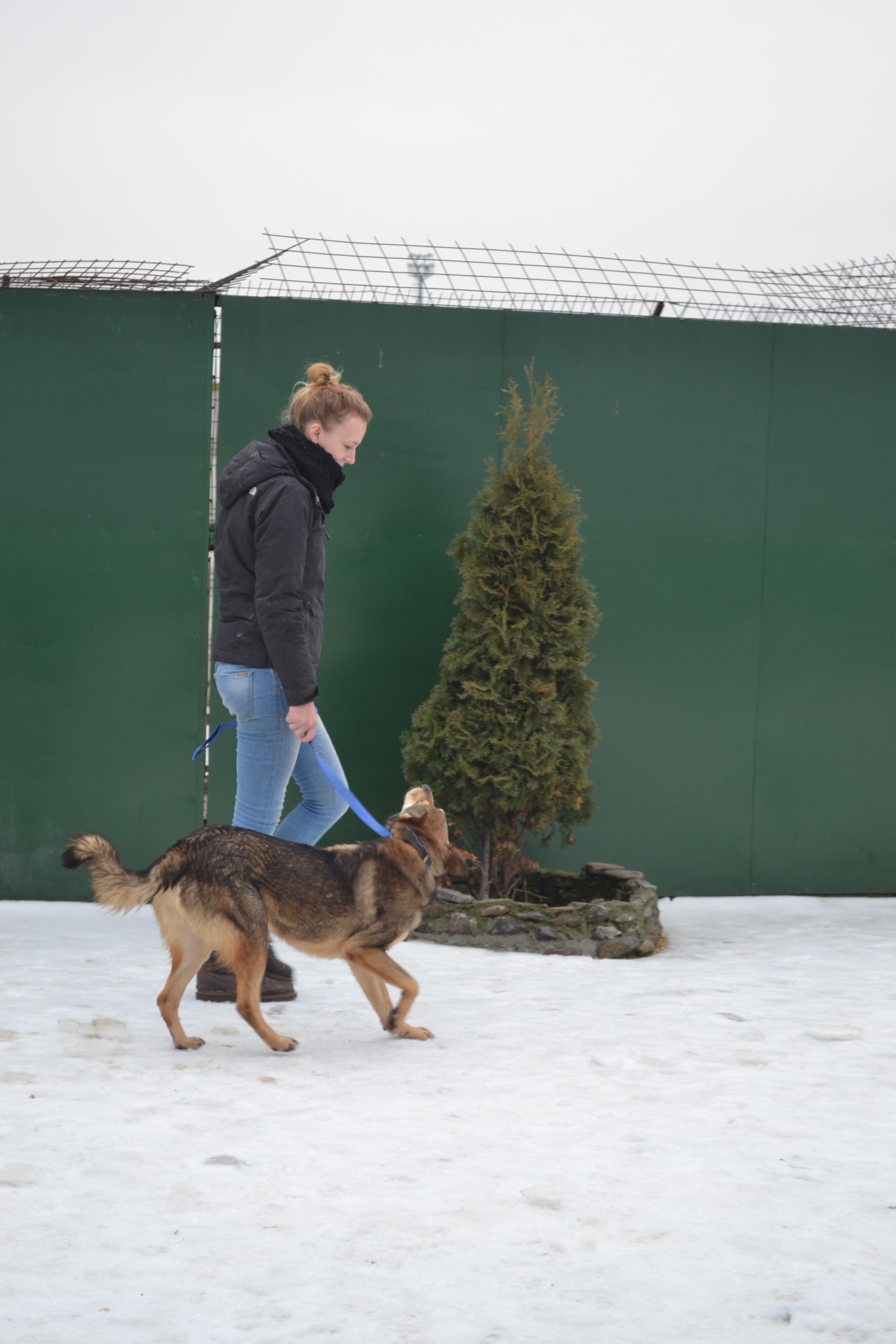 A Projects Abroad volunteer working with animals in Romania walks a dog. A volunteer working with animals in Romania, takes a dog out for daily exercise.